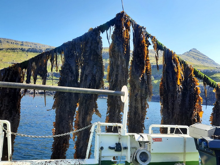 EU-backed macroalgae project wants to ‘prove the sceptics wrong’: ‘We aim to make seaweed a staple of European diets’