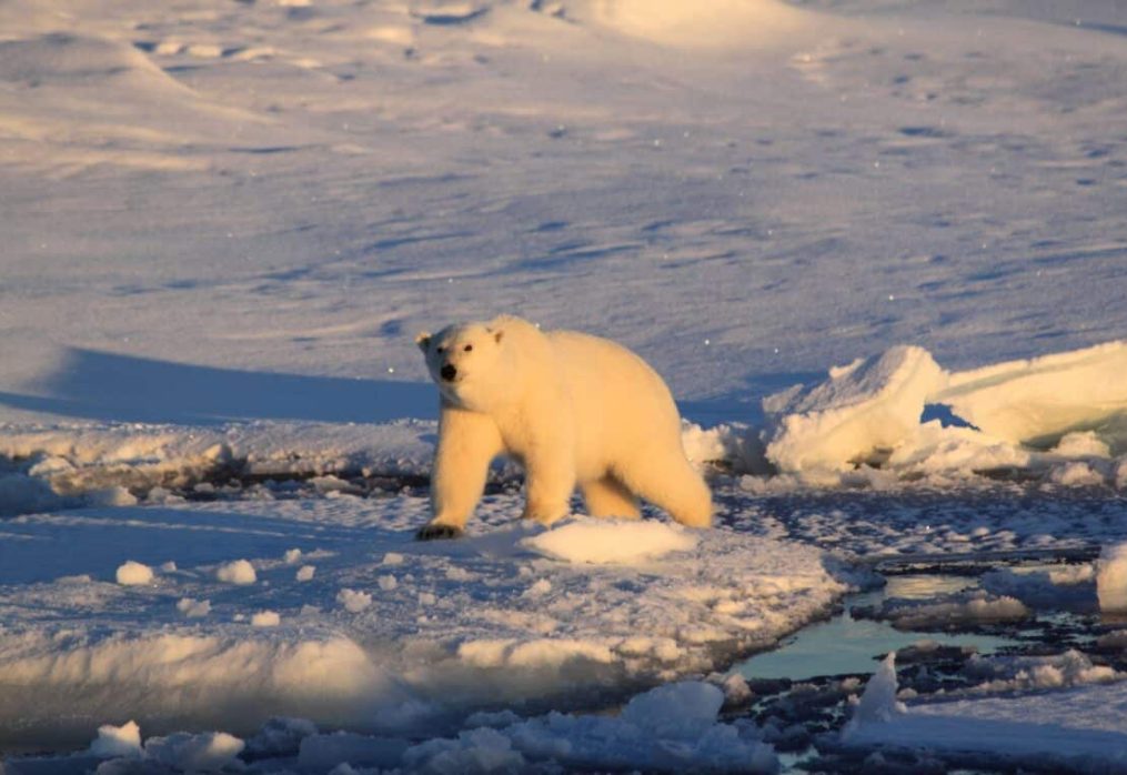 The relationship between greenhouse gas emissions and polar bear survival rates