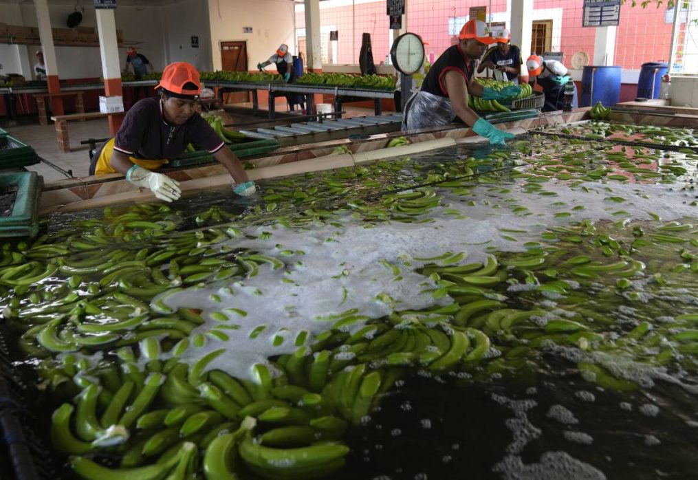 Security in Ecuador undone as cartels exploit banana industry to ship cocaine…