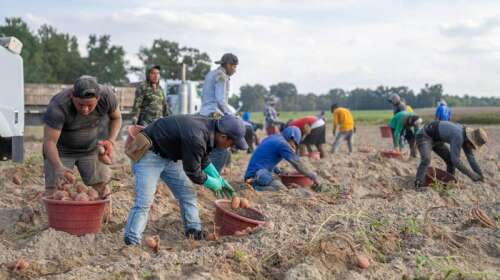 Dismissed farm workers to be re-engaged
