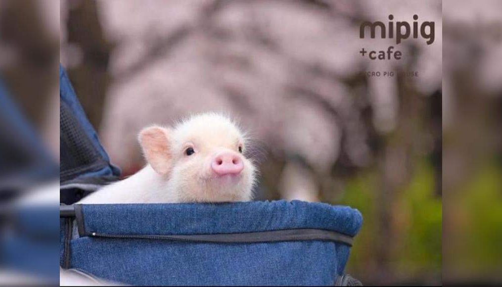Japan’s latest Mipig Cafe lets customers cuddle and spend time with pigs